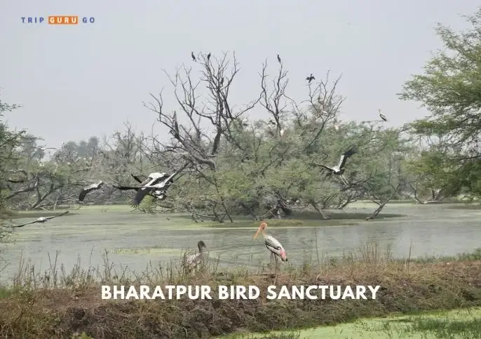 Bharatpur Bird Sanctuary Near by Delhi