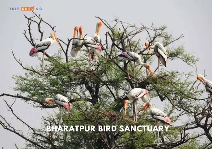 Bharatpur Bird Sanctuary 