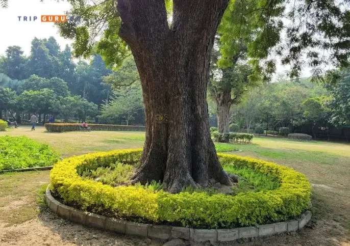 Majestic trees in Talkatora Park, Delhi