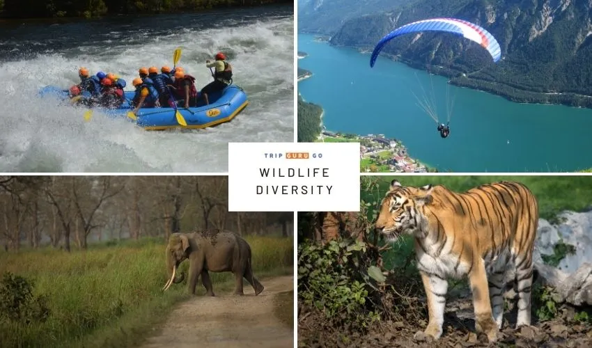 Indian Wildlife Diversity