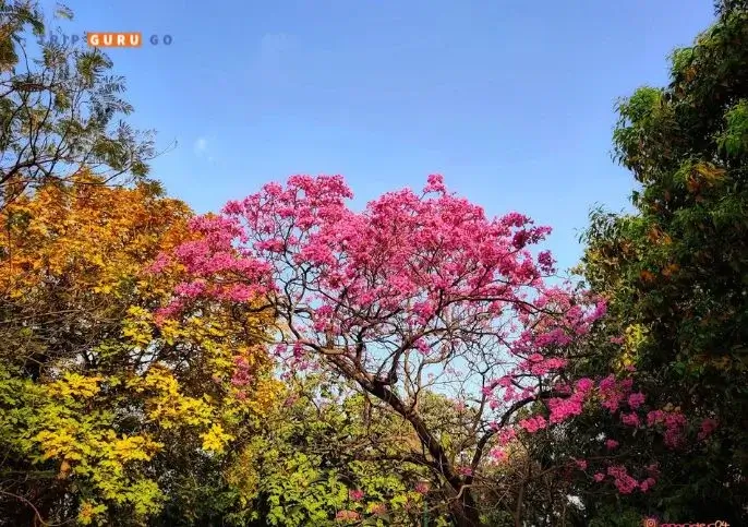 Beautiful Garden in Delhi