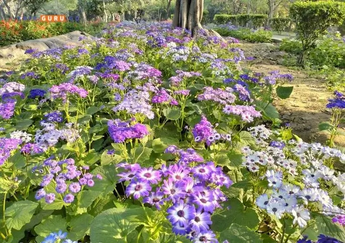 Flowers in Nehru Park