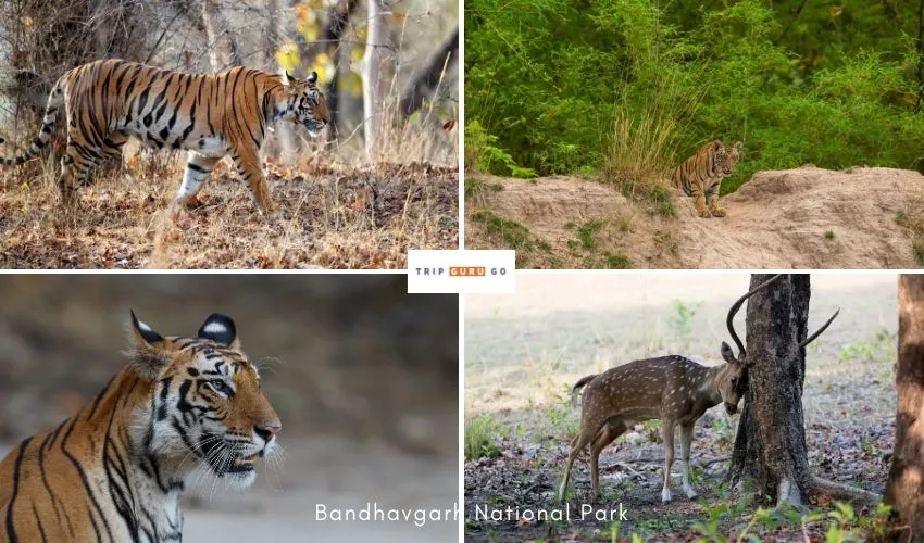 Bandhavgarh National Park
