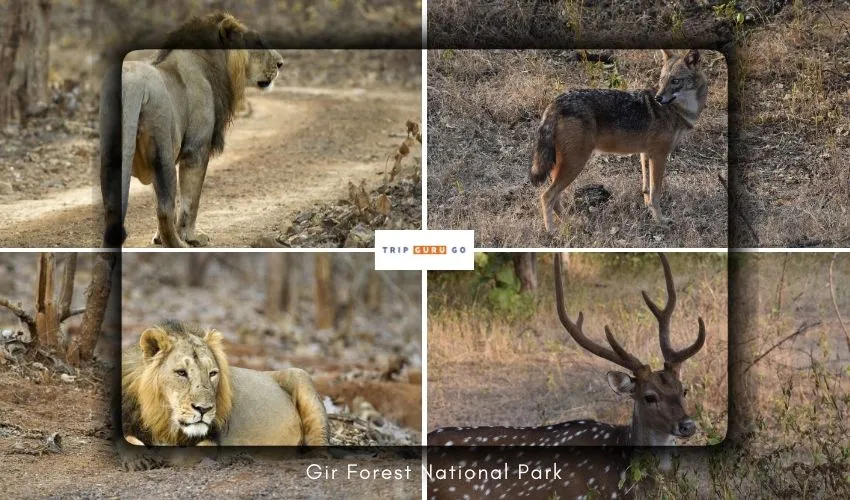 Sasan Gir