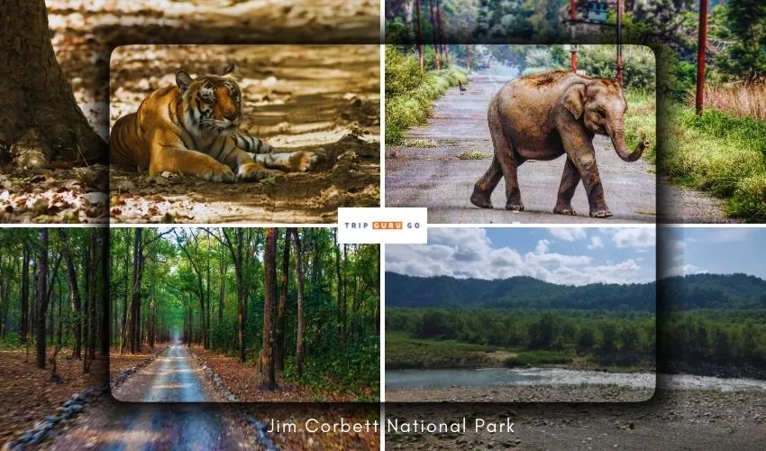 Jim Corbett National Park