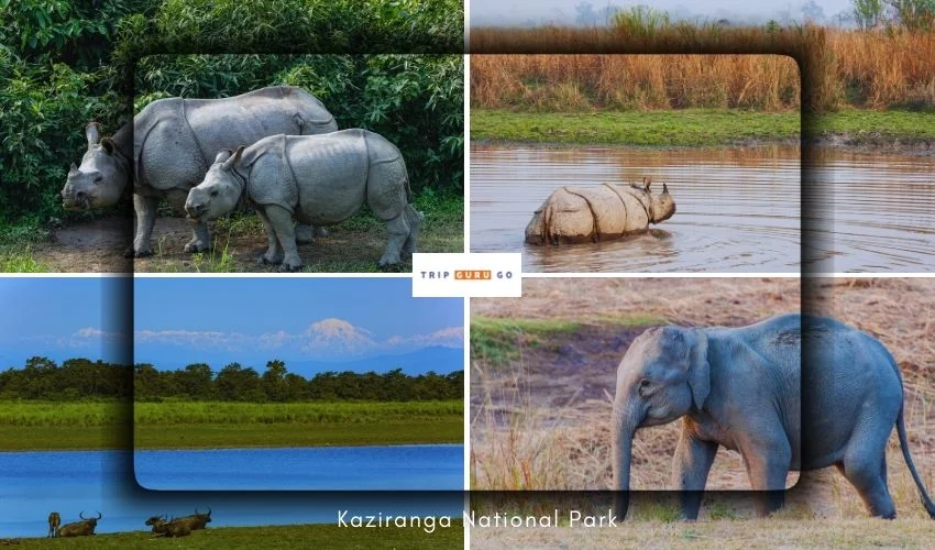 Kaziranga National Park