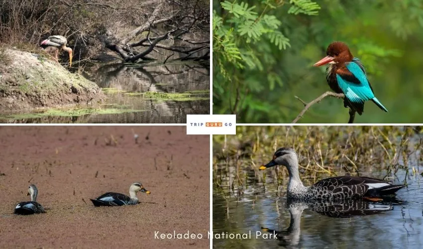  Bharatpur Bird Sanctuary