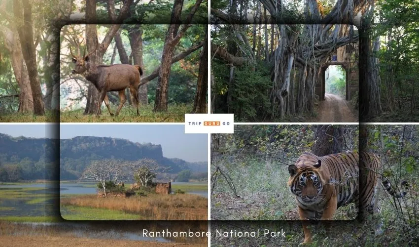 Ranthambore National Park