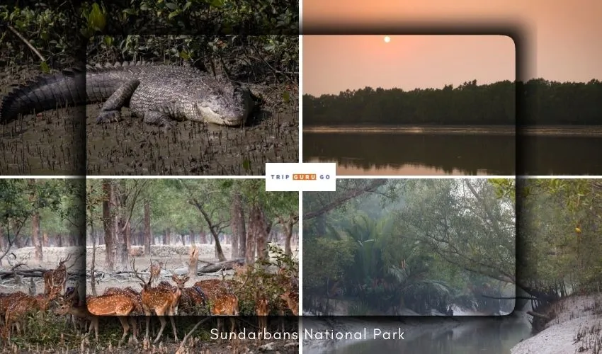 Sundarbans National Park
