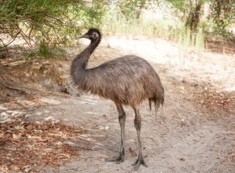 EMU Australian Bird at Just Chill Water Park's Edutainment Park