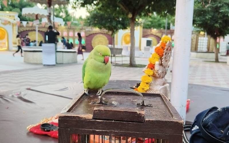astrology parrot at chokhi haveli