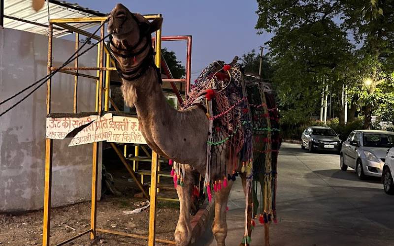 camel riding in chokhi haveli