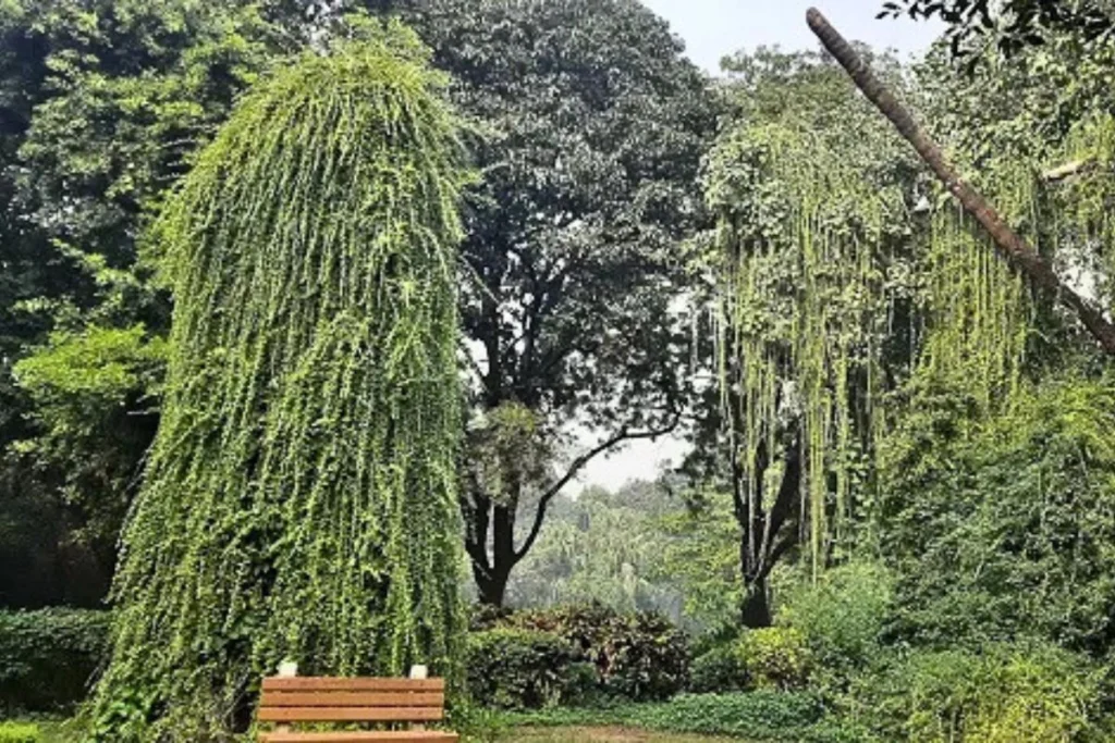 Roshanara Garden photo Delhi