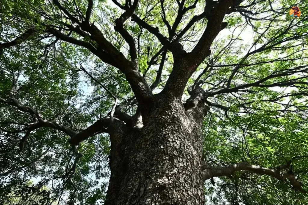 Roshanara Garden Bagh Old Tree Photo