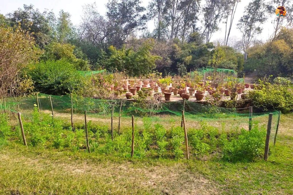 Aravalli Biodiversity Park Photo 13