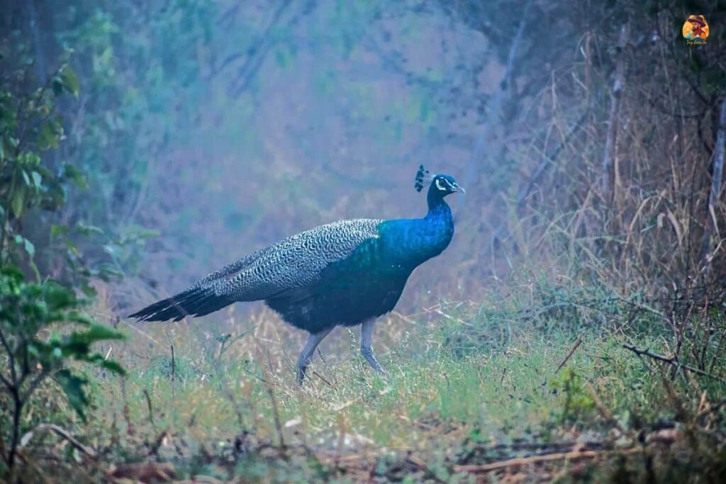 Aravalli Biodiversity Park Photo 16