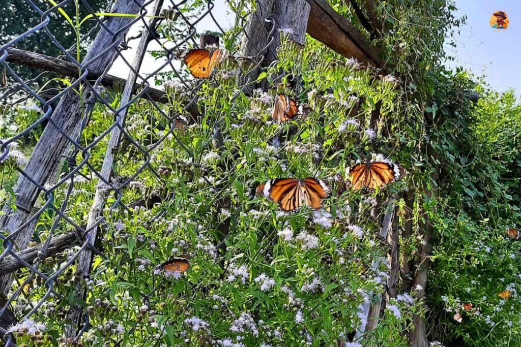 Aravalli Biodiversity Park Photo