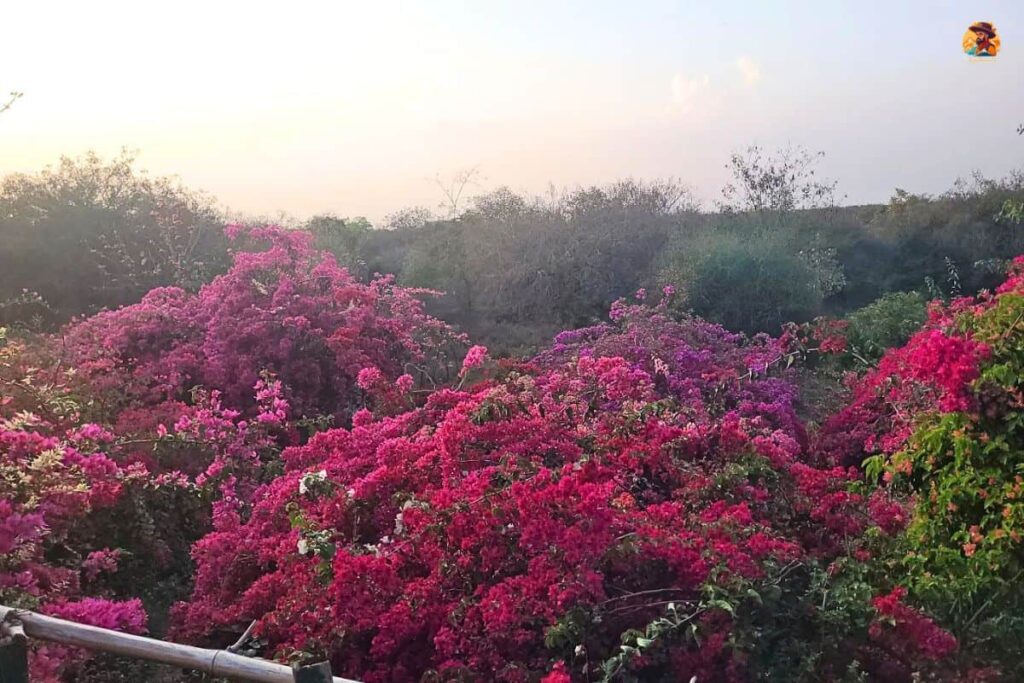 Aravalli Biodiversity Park Photo 4