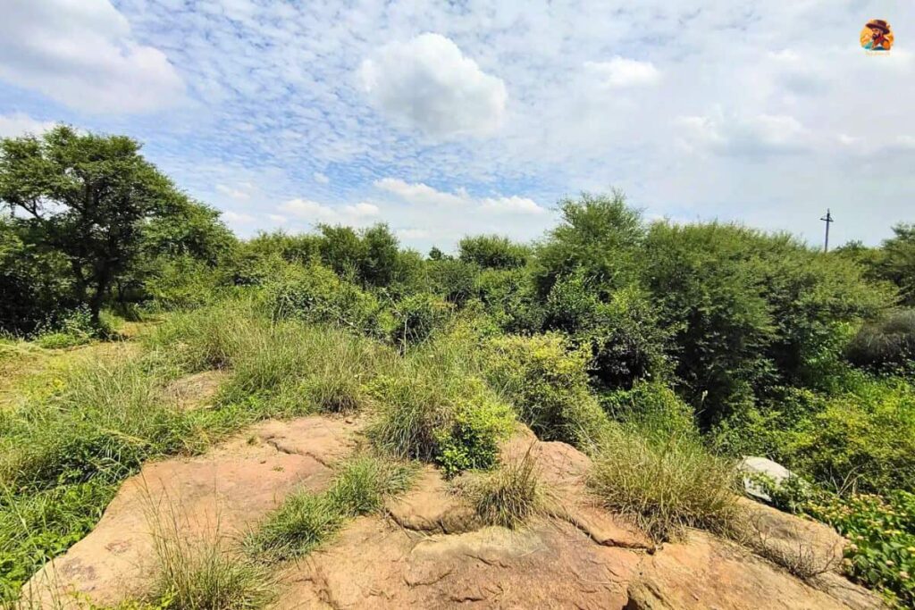 Aravalli Biodiversity Park Photo 5
