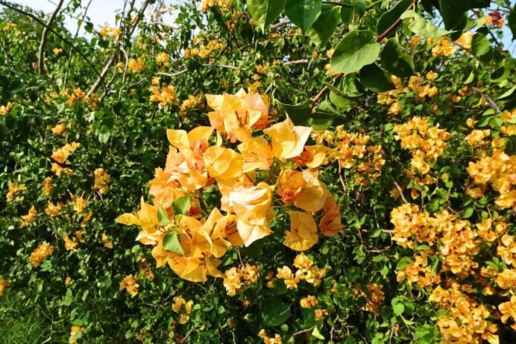 Aravalli Biodiversity Park Photo 18