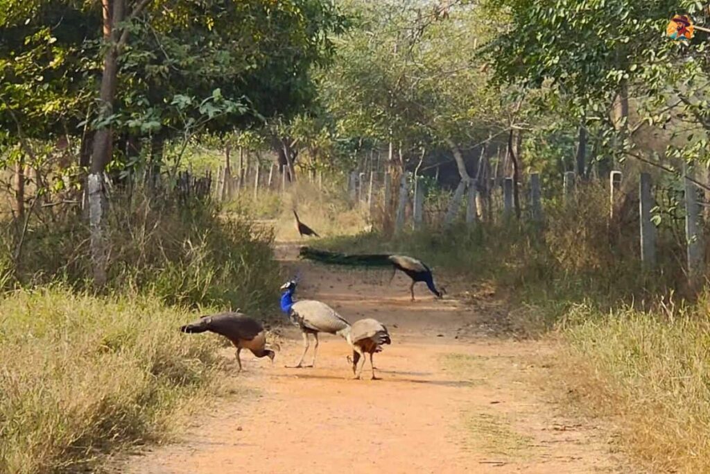 Aravalli Biodiversity Park Photo 9