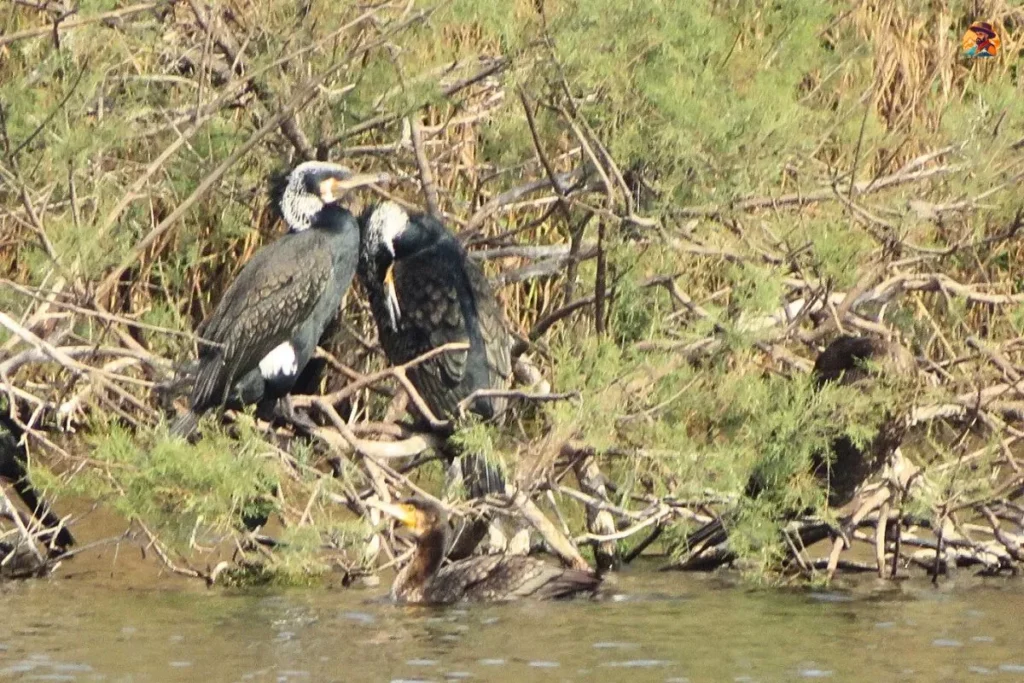 Bird species Yamuna Biodiversity Park wetland area