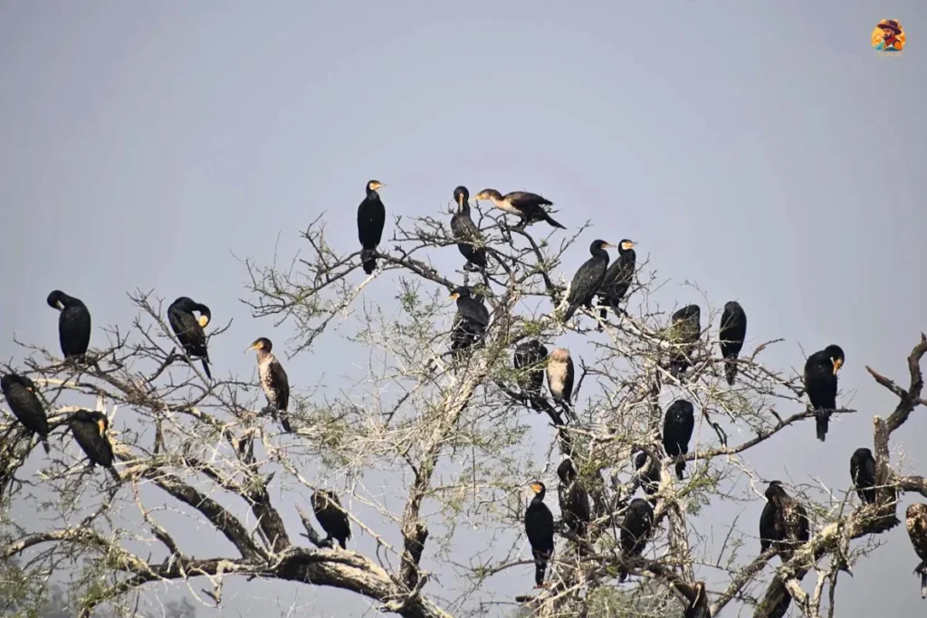 Birds in Yamuna Biodiversity Park Delhi