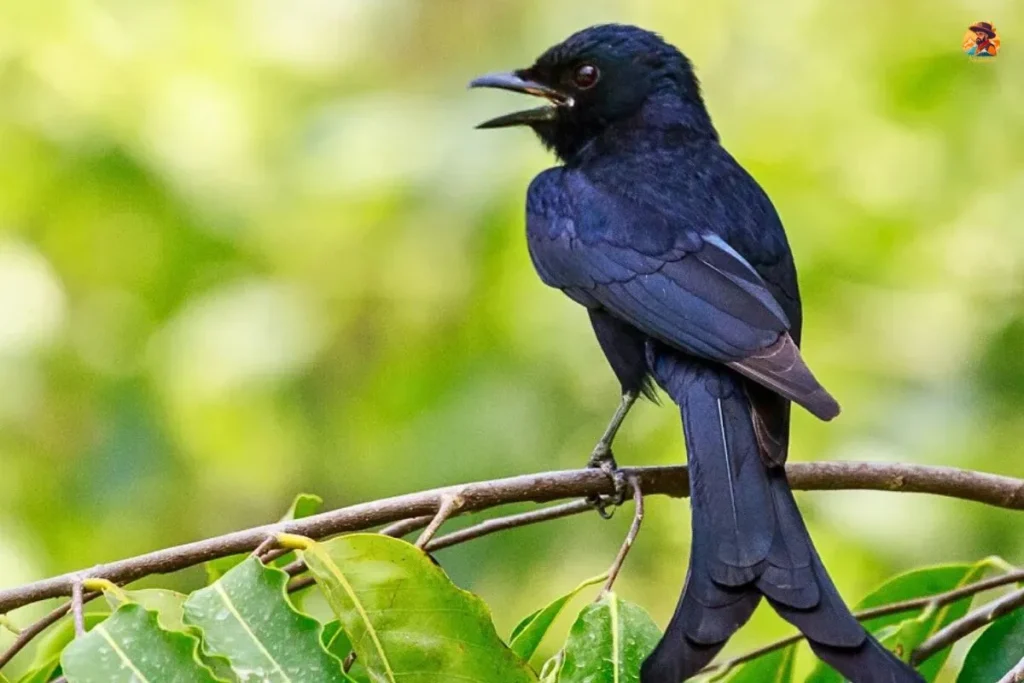 Delhi migratory birds Yamuna Biodiversity Park