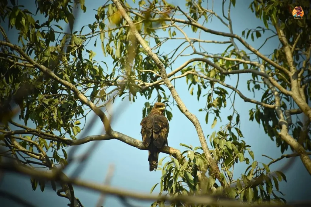 Migratory birds Yamuna Biodiversity Park Delhi