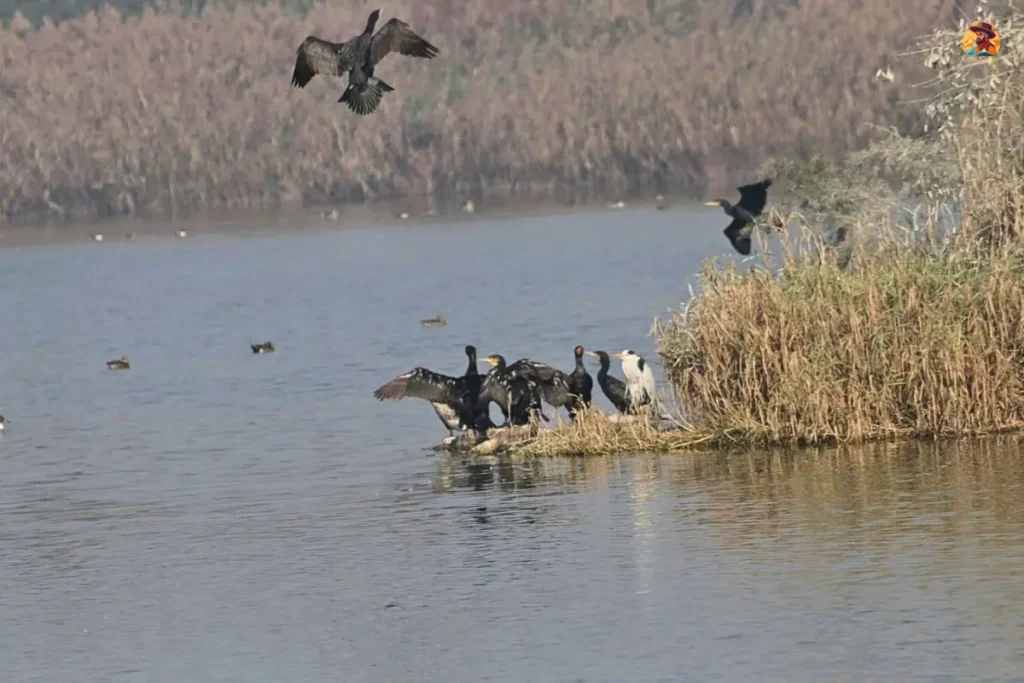 Migratory waterfowl Yamuna Biodiversity Park Delhi