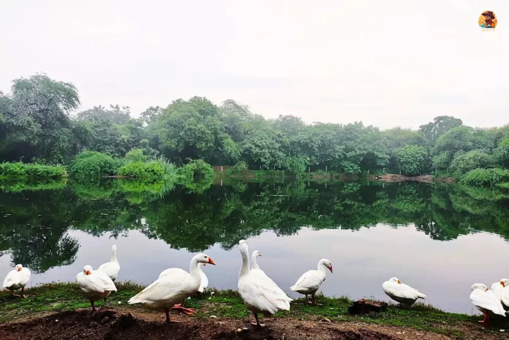 birds in Neela Hauz Lake photo