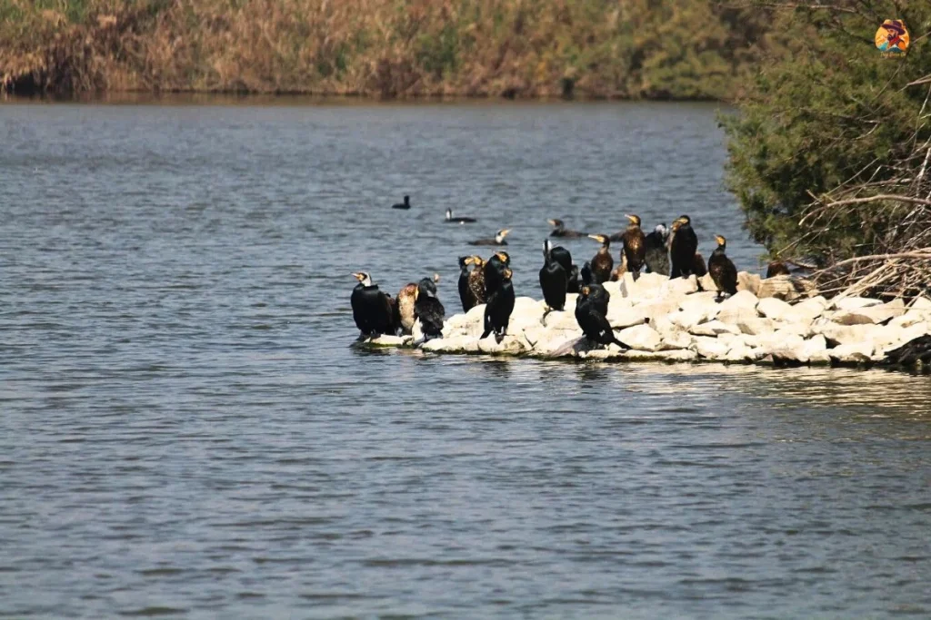 Water birds Yamuna Biodiversity Park wetland
