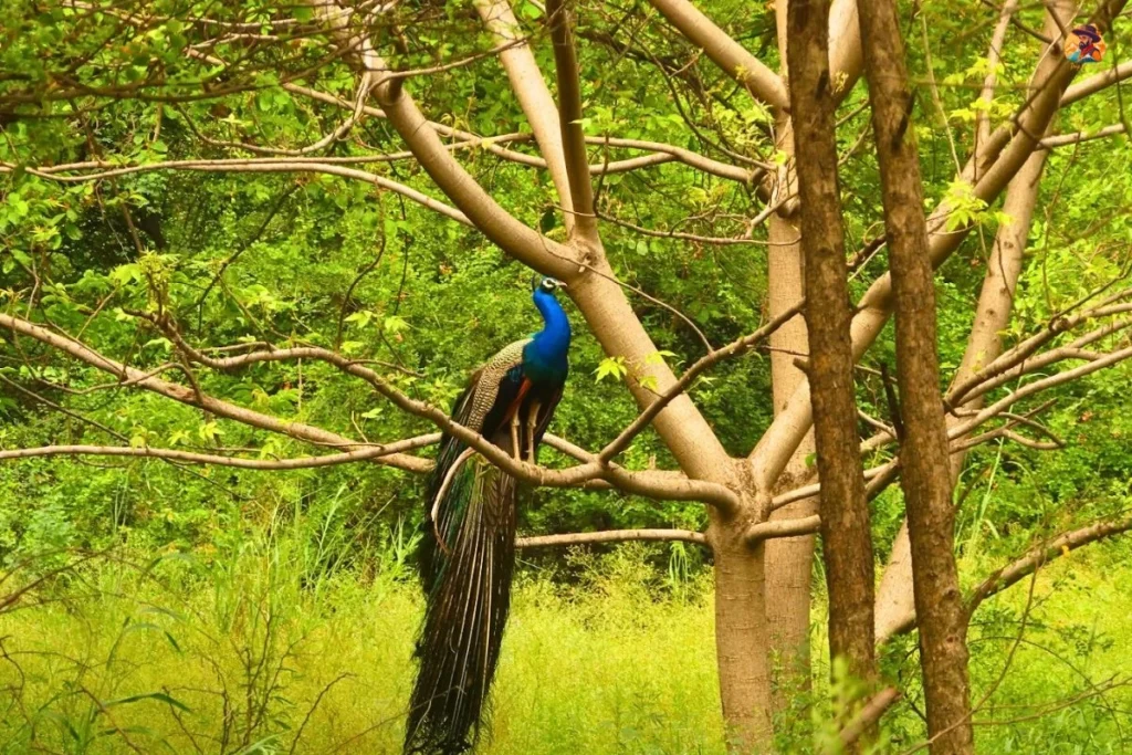 Wildlife birds Yamuna Biodiversity Park Delhi