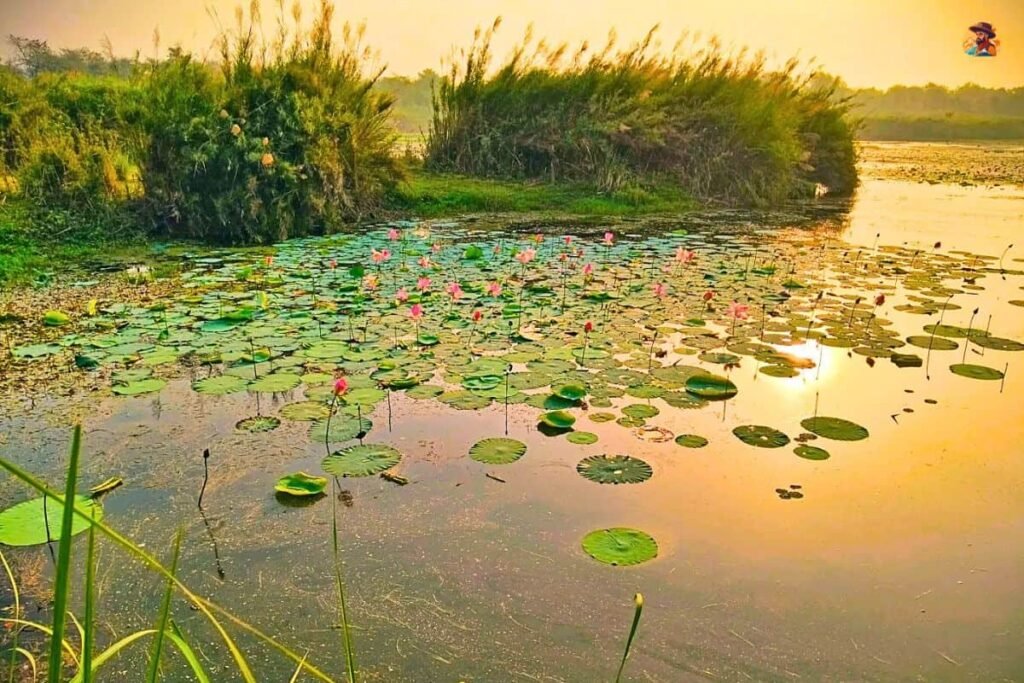 Yamuna Biodiversity Park Photo 3