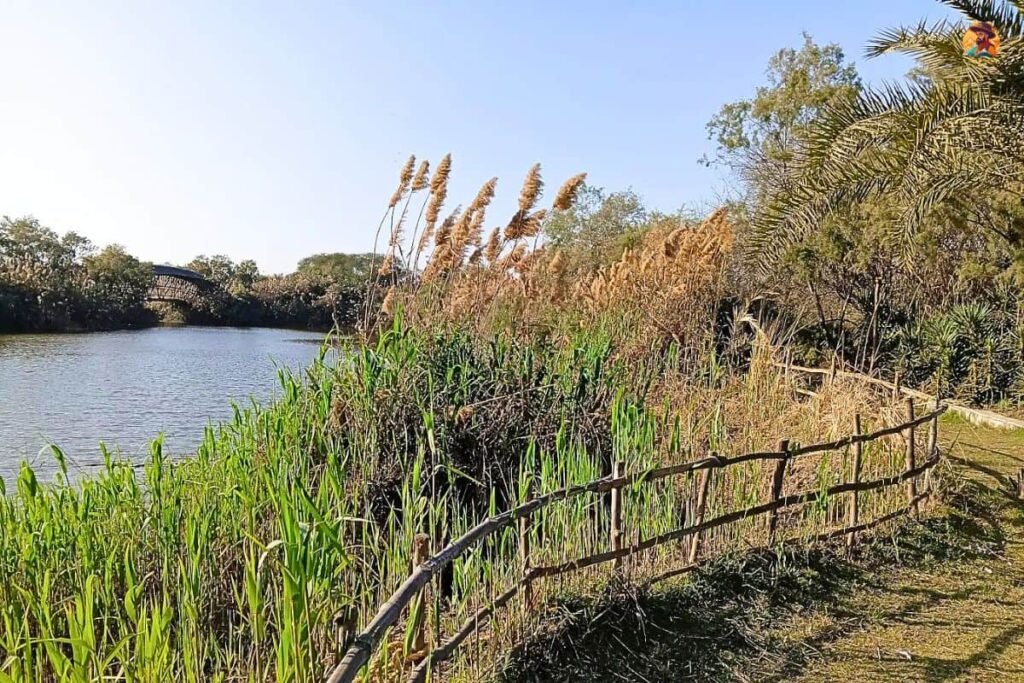 Yamuna Biodiversity Park Photo 8