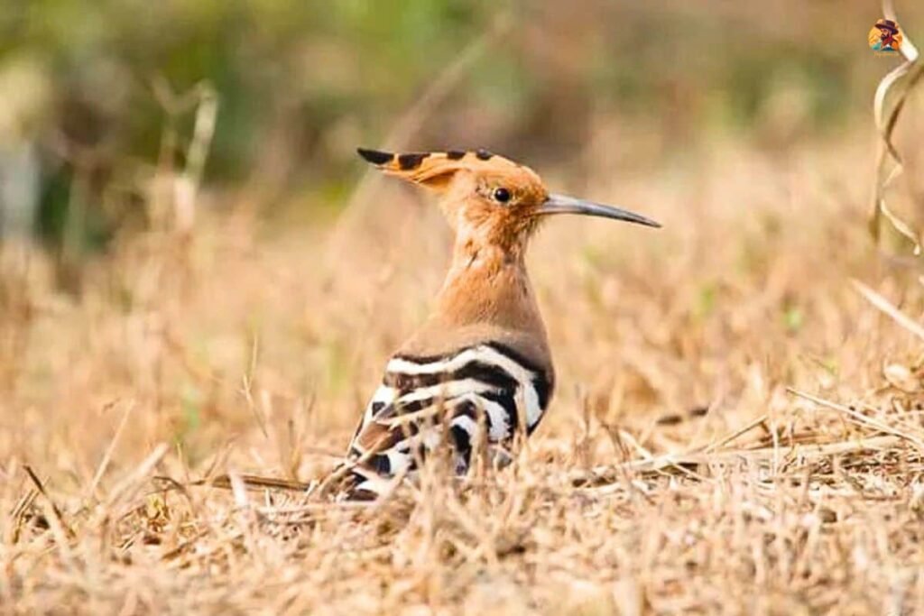 Yamuna Biodiversity Park Photo