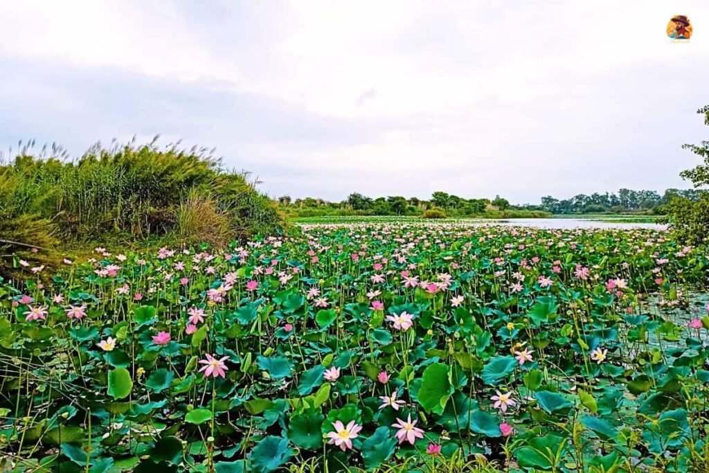 Yamuna Biodiversity Park Photo 13