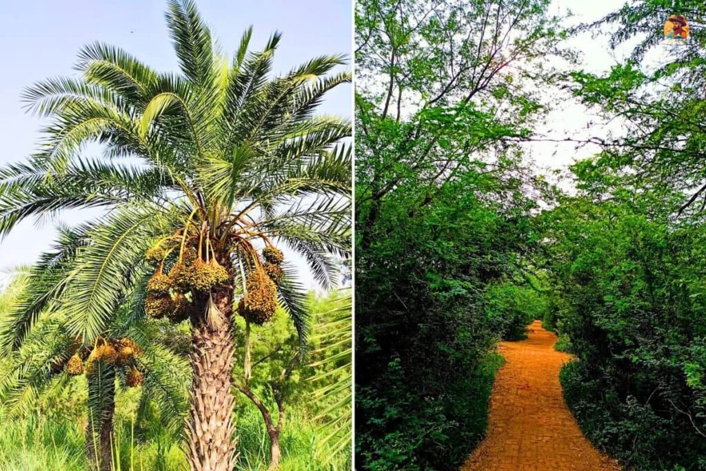 Yamuna Biodiversity Park Photo 14