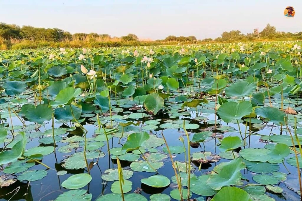Yamuna Biodiversity Park Photo 17