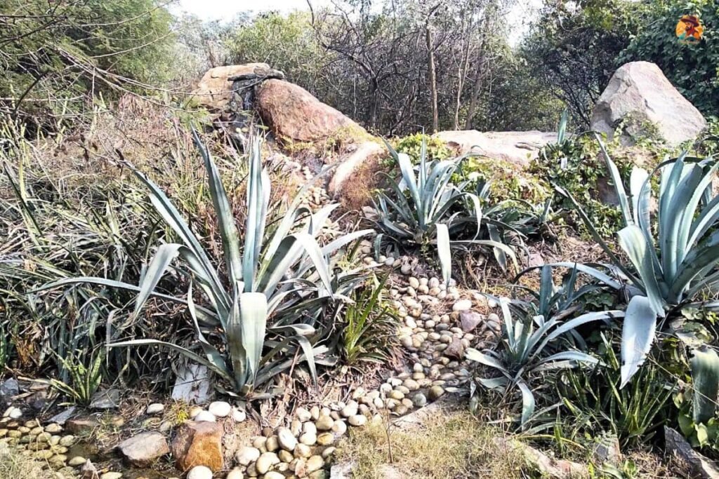 Yamuna Biodiversity Park Photo 19