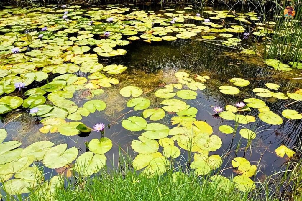 Yamuna Biodiversity Park Photo 1
