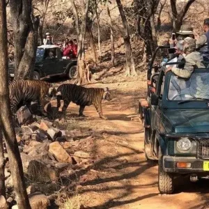 Top Things to Do in Ranthambore Beyond Tiger Safari