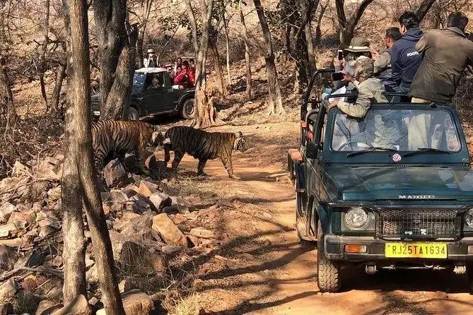 Bengal tiger spotted during Ranthambore safari
