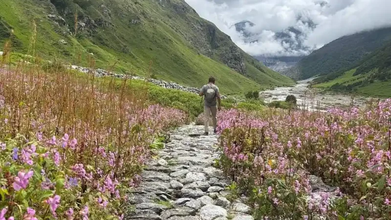 Valley of flowers guide: best time, route, itinerary, cost & travel guide