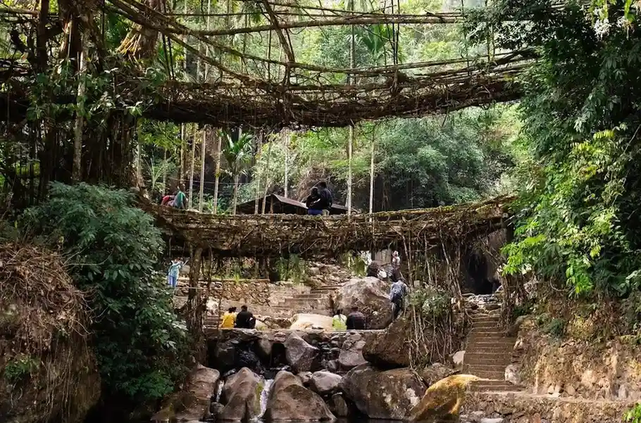 Double Decker Living Root Bridge