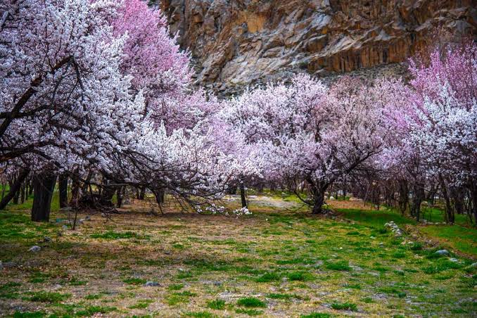 Leh Ladakh Apricot Blossom Special