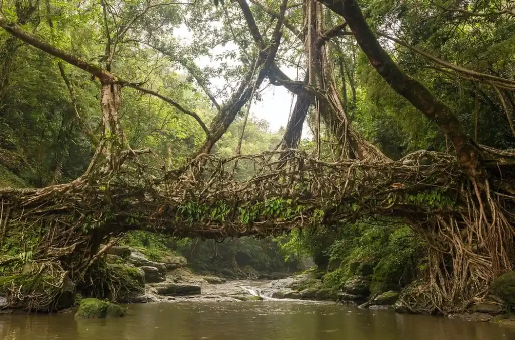 single Living Root Bridge