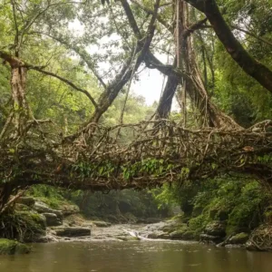 Single Root Bridge Meghalaya: Complete Travel Guide