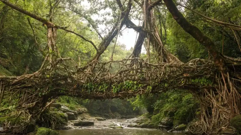 Single Root Bridge Meghalaya: Complete Travel Guide