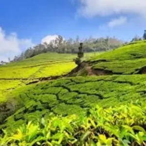 Adventure Activities To Do In Munnar | The Ultimate Guide 